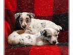 Australian Shepherd-Texas Heeler Mix PUPPY FOR SALE ADN-841534 - Texas Heeler