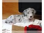 Great Dane PUPPY FOR SALE ADN-841529 - Great Dane Puppies