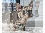 French Bulldog PUPPY FOR SALE ADN-841490 - Ronny