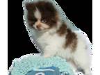 Pomeranian PUPPY FOR SALE ADN-841489 - AKC chocolate parti