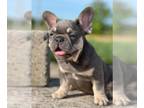 French Bulldog PUPPY FOR SALE ADN-841472 - Alpina