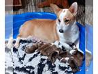 Pembroke Welsh Corgi PUPPY FOR SALE ADN-841459 - Pembroke Welsh Corgi puppies