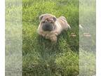 Chinese Shar-Pei PUPPY FOR SALE ADN-841662 - AKC Registered Female Shar Pei