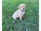 Labrador Retriever PUPPY FOR SALE ADN-841545 - Labrador Retriever Puppy