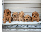 Golden Retriever PUPPY FOR SALE ADN-841544 - Stunning AKC Golden Retrievers