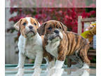 Beabull PUPPY FOR SALE ADN-841496 - Adorable Beabull Puppies