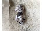 Aussiedoodle Miniature PUPPY FOR SALE ADN-841470 - Litter of 5