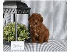 Poodle (Miniature) PUPPY FOR SALE ADN-841695 - AKC Mini Poodle For Sale