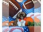 Shih Tzu PUPPY FOR SALE ADN-841691 - Too Cute Shih Tzu Puppy