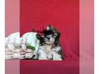 Shih Tzu PUPPY FOR SALE ADN-841689 - Too Cute Shih Tzu Puppy