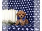 Poovanese PUPPY FOR SALE ADN-841684 - Adorable Toy Size Havapoo Puppy