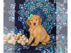 Golden Retriever PUPPY FOR SALE ADN-841676 - Adorable Golden Retriever Puppy