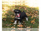 Schnauzer (Miniature) PUPPY FOR SALE ADN-841667 - AKC Mini Schnauzer male puppy
