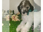 Poodle (Standard) PUPPY FOR SALE ADN-841642 - Standard Parti Poodle