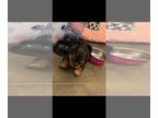 Yorkshire Terrier PUPPY FOR SALE ADN-841619 - Male puppy yorkie