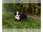 Bernese Mountain Dog PUPPY FOR SALE ADN-841597 - AKC Bernese Mountain Dog female