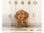 Dachshund PUPPY FOR SALE ADN-841596 - AKC Mini Dachshund male puppy in Indiana