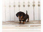 Dachshund PUPPY FOR SALE ADN-841592 - AKC Mini Dachshund male puppy in Indiana