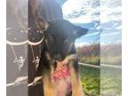 German Shepherd Dog-Siberian Husky Mix PUPPY FOR SALE ADN-841579 - German