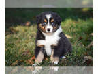 Miniature Australian Shepherd PUPPY FOR SALE ADN-841577 - AKC Australian
