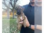 Boxer PUPPY FOR SALE ADN-841567 - Boxer Puppies