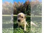 Golden Retriever PUPPY FOR SALE ADN-841537 - Female Golden Retriever puppy