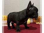 French Bulldog PUPPY FOR SALE ADN-841535 - Frenchie male