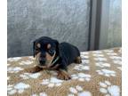 Dachshund PUPPY FOR SALE ADN-841523 - Minnies cuties