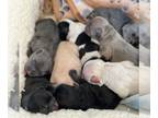 French Bulldog PUPPY FOR SALE ADN-841514 - AKC French Bulldogs