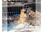 American Pit Bull Terrier PUPPY FOR SALE ADN-841513 - Pit Puppies