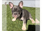 French Bulldog PUPPY FOR SALE ADN-841486 - Female frenchies for sale
