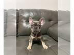 French Bulldog PUPPY FOR SALE ADN-841485 - Alpina