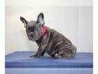 French Bulldog PUPPY FOR SALE ADN-841483 - Barbi