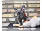 French Bulldog PUPPY FOR SALE ADN-841480 - Tina