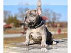 French Bulldog PUPPY FOR SALE ADN-841478 - Frenki