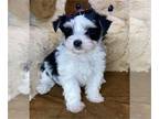 Biewer Terrier PUPPY FOR SALE ADN-841467 - tcups and toys