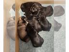 Schnauzer (Miniature) PUPPY FOR SALE ADN-841446 - Litter of 6
