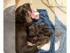 Dachshund PUPPY FOR SALE ADN-841445 - Purebred Miniature Smooth Dachshund