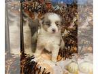 Miniature American Shepherd PUPPY FOR SALE ADN-841440 - AKC Mini American