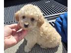 Poodle (Toy) PUPPY FOR SALE ADN-841438 - Sweet toy poodles read now