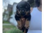 Rottweiler PUPPY FOR SALE ADN-841436 - 8 week old male Rottweiler pup