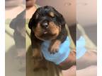 Rottweiler PUPPY FOR SALE ADN-841427 - AKC Registered Rottweiler Puppies