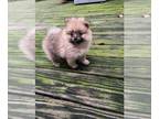 Pomeranian PUPPY FOR SALE ADN-841423 - Buster