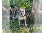 American Staffordshire Terrier-French Brittany Spaniel Mix DOG FOR ADOPTION