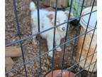 Miniature Australian Shepherd DOG FOR ADOPTION ADN-841471 - Miniature Australian