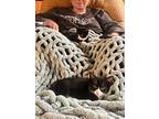 Archer&blaze, Domestic Shorthair For Adoption In Portland, Maine