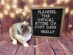 Skelly, Other/unknown For Adoption In Columbus, Ohio