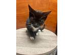 Judy Jetson, Domestic Shorthair For Adoption In Wilmington, North Carolina