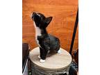 Astro, Domestic Shorthair For Adoption In Wilmington, North Carolina