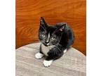 George Jetson, Domestic Shorthair For Adoption In Wilmington, North Carolina